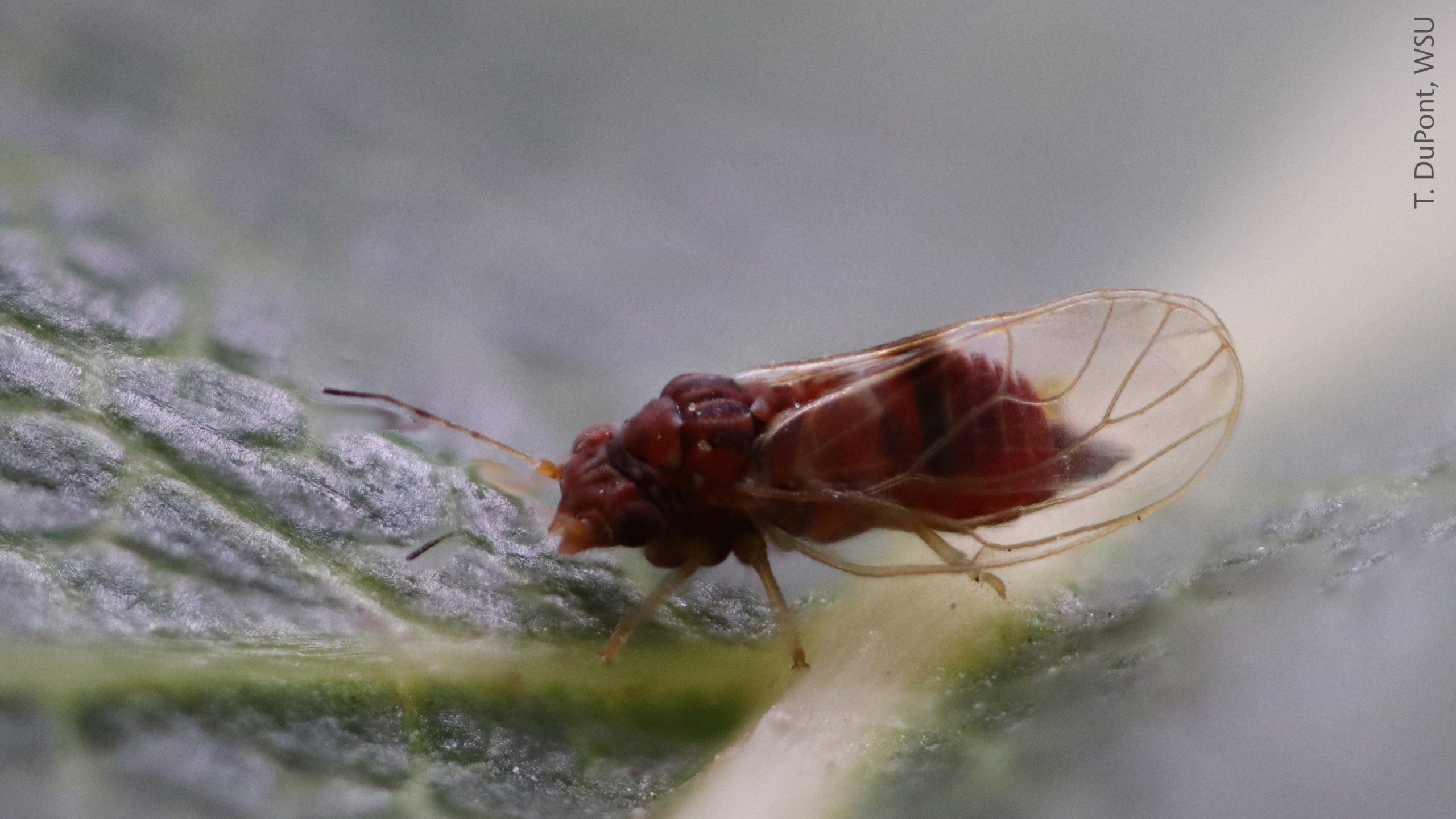 Fig-4-psylla-summerform-2_T.DuPont-16.9-s-scaled_ treefruit.wsu.edu