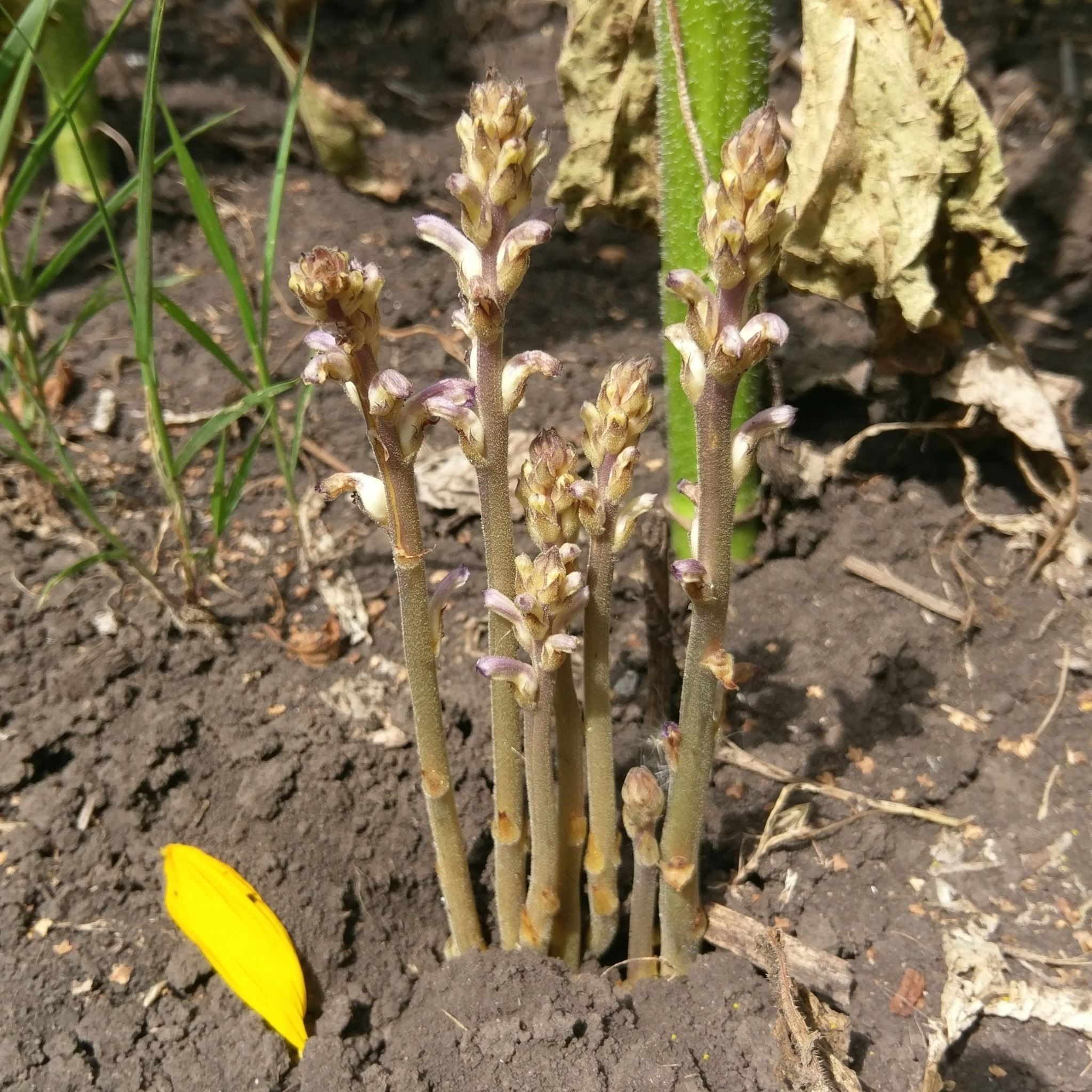 stems and early growth Orobanche cumana, sunflower broomrape. 